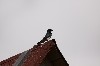 6480.jpg