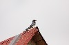 6480_01.jpg